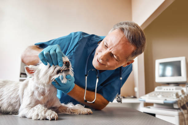 Best Mobile Emergency Dentist in Watauga, TX